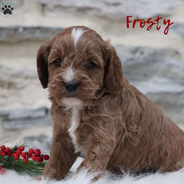 Frosty, Cavapoo Puppy